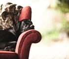 Pampered Pooch