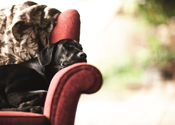 Pampered Pooch